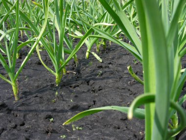 tarım arazisi - organik yetiştirilmiş sarımsak tarlası güneşli bir günde