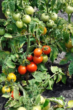 Sebze bahçesinde organik yetiştirilmiş domates çiftliği, dikey bileşim.