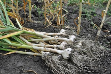 Sebze bahçesindeki taze toplanmış organik sarımsak yığınına yakın plan.