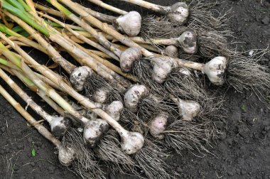 Taze toplanmış organik sarımsak yığınına yakın çekim