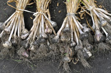 Sebze bahçesindeki taze toplanmış organik sarımsak yığınına yakın plan.