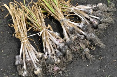 Sebze bahçesindeki taze toplanmış organik sarımsak yığınına yakın plan.