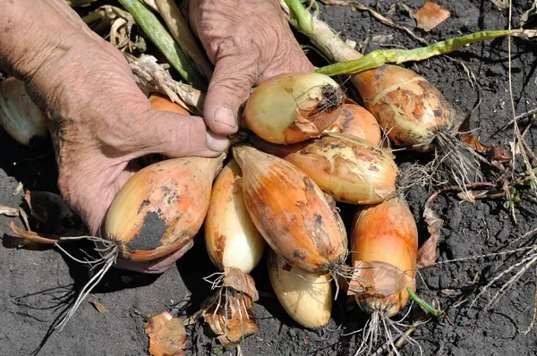 Bahçıvanın eli sebze bahçesinde taze toplanmış organik soğan topluyor.