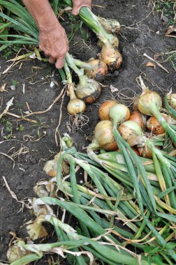 Bahçıvan sebze bahçesinde olgun organik soğan hasat ediyor, seçici odak, dikey kompozisyon