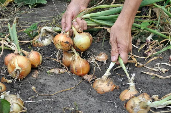 Bahçıvan sebze bahçesinde organik soğan topluyor.