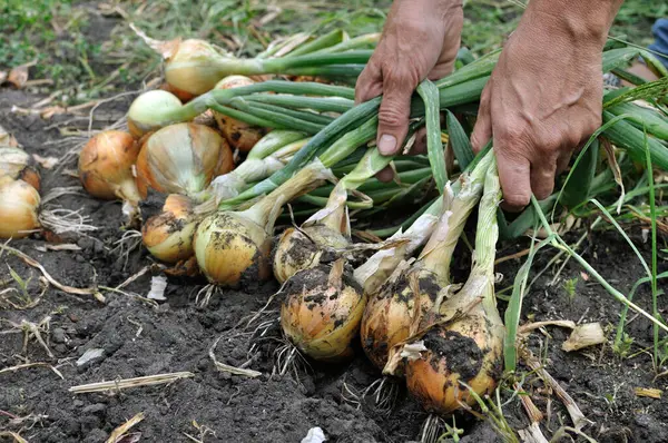Bahçıvan sebze bahçesinde taze organik soğan topluyor.