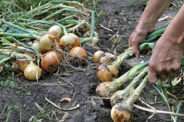 Bahçıvan sebze bahçesinde taze organik soğan topluyor.
