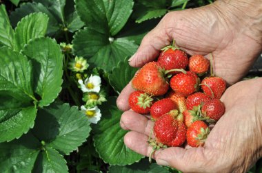 Bahçıvanın elleri olgun organik çilek bitkisinin güzel durumunu gösteriyor.