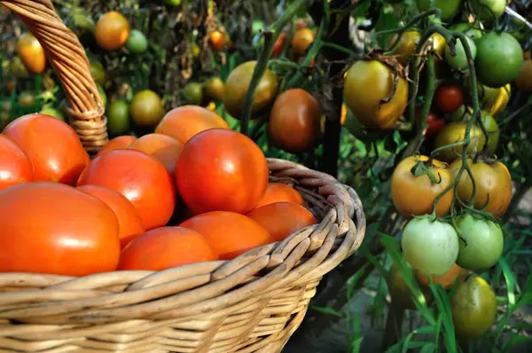 Yeni toplanmış organik domateslerin yakın çekimi.
