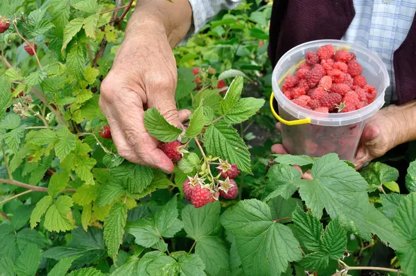  Bahçeden olgun ahududu toplayan yaşlı kadının elleri