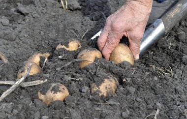 bahçıvanın malzeme çekme alanında taze organik patates eller