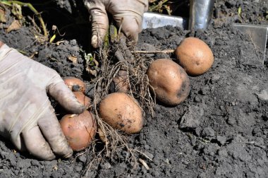 bahçıvanın malzeme çekme alanında taze organik patates eller