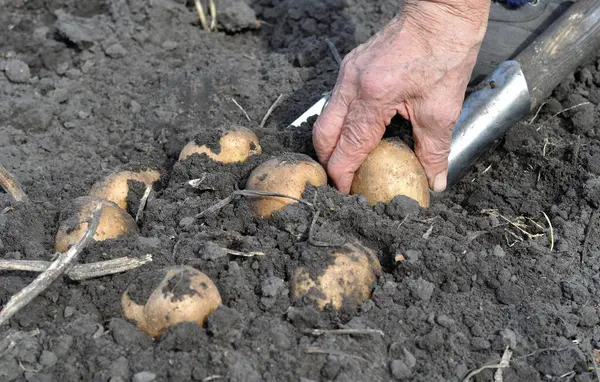 bahçıvanın malzeme çekme alanında taze organik patates eller