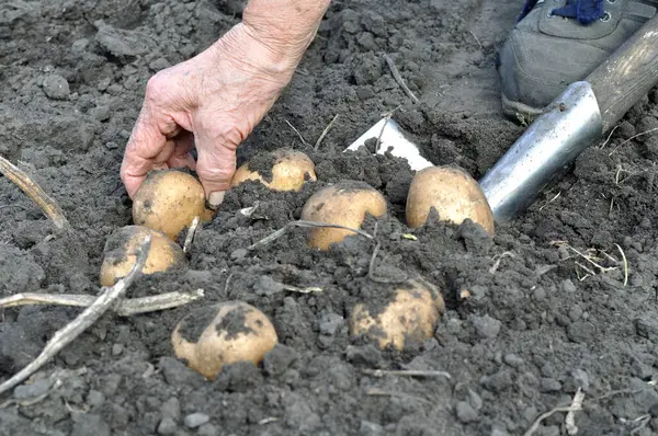 bahçıvanın malzeme çekme alanında taze organik patates eller