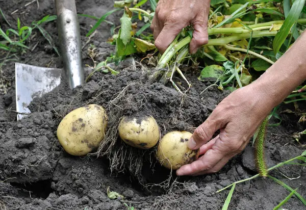 bahçıvanın malzeme çekme alanında taze organik patates eller