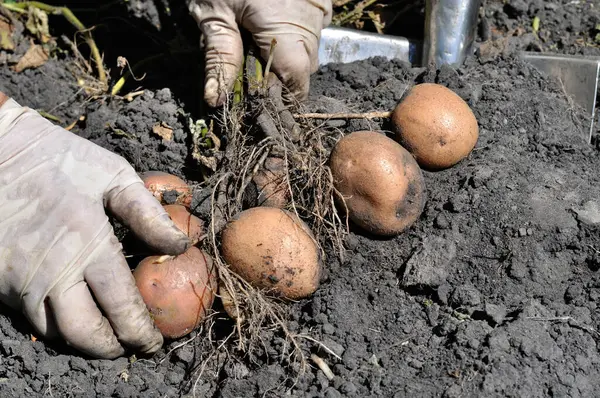 bahçıvanın malzeme çekme alanında taze organik patates eller