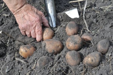 bahçıvanın malzeme çekme alanında taze organik patates eller