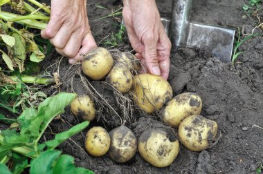 patates sebze bahçesinde hasat bahçıvan