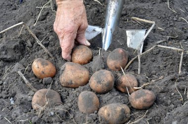 bahçıvanın malzeme çekme alanında taze organik patates eller