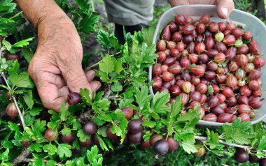  Bahçeden olgun organik bektaşi üzümü toplayan yaşlı kadının elleri