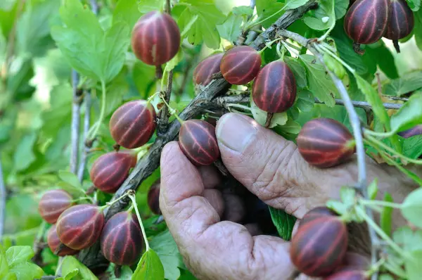  Bahçeden olgun bektaşi üzümü toplayan yaşlı kadının elleri