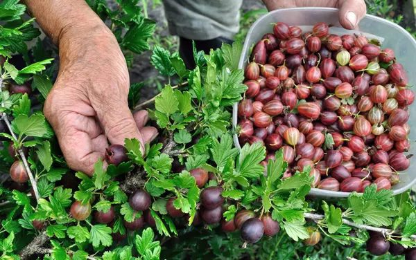  Bahçeden olgun organik bektaşi üzümü toplayan yaşlı kadının elleri