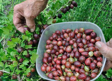  Bahçeden olgun organik bektaşi üzümü toplayan yaşlı kadının elleri