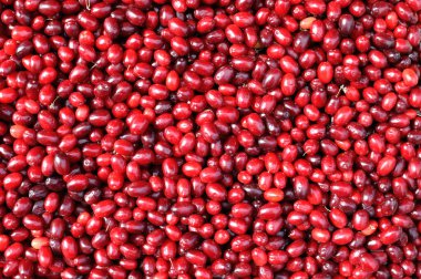 taze toplanmış taze organik kornelian kirazı yığını (köpek ağacı üzümü))