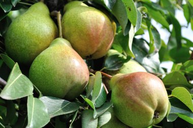 Meyve bahçesindeki bir ağaçta yetişen ve olgunlaşan organik armutlar.