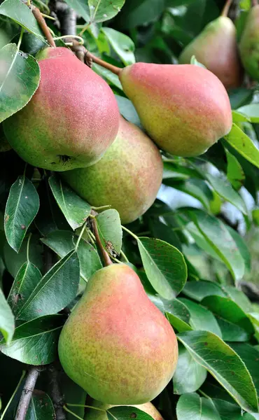 Meyve bahçesindeki bir ağaçta yetişen ve olgunlaşan organik armutlar, dikey bileşim.