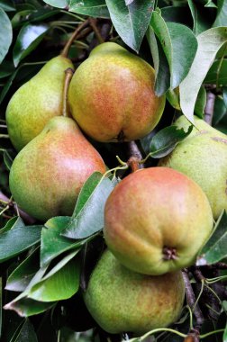 Meyve bahçesindeki bir ağaçta yetişen ve olgunlaşan organik armutlar.           