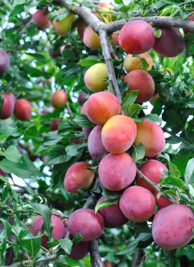 Meyve bahçesindeki bir ağaçta yetişen ve olgunlaşan organik eriklerin (kiraz eriği) dikey bileşimi