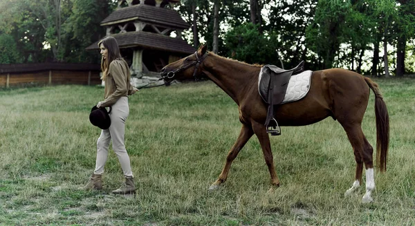 年轻的骑师姑娘牵着那匹棕色鞍马在草地上牵着缰绳 马术学校 马术中心 骑马课 骑马的人带着马散步和放牧 照顾好马匹 — 图库照片