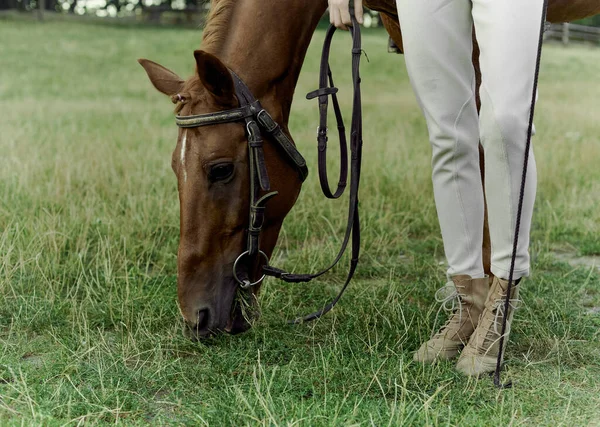 一匹棕色的马正在吃草 女人的腿紧靠着它站着 嬉皮士疗法 马疗法 自然界的周末 与动物的交流 — 图库照片