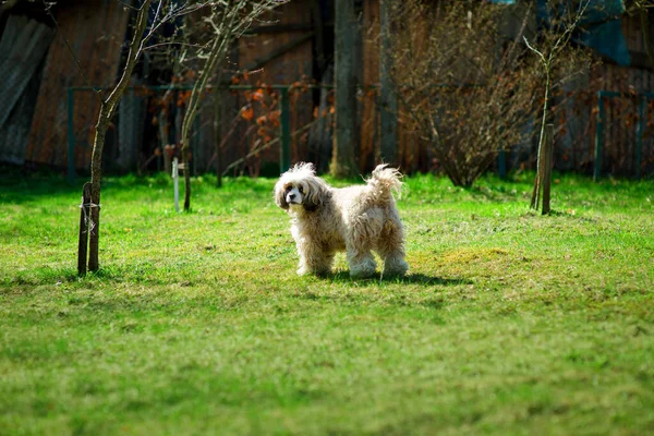 Chinese crested powder puff dog walking in the garden and looking towards the camera. Dog having fun in the backyard. Sunny summer day outdoors with a pet. Off-leash dog walking. Active domestic dog.