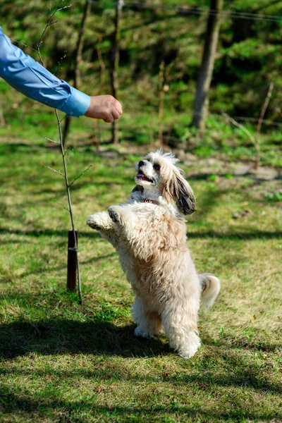 A joyful Chinese crested powder puff dog standing on its hind legs and reaching for a treat, provided by the owner. Dog obedience training. Playing with pet-friend outside. Active dog. Leisure time.