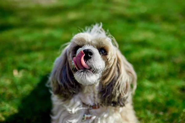 Verspielter Chinesischer Haubenpuderhund Der Sich Gras Die Nase Leckt Hundekameraden — Stockfoto