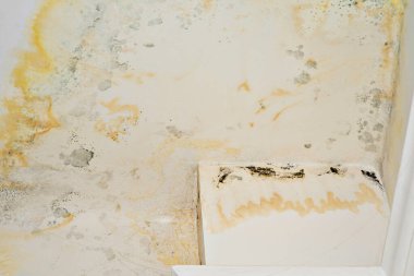 Hasarlı tavanı boyalı, lekeli ve küflü yakından çek. Restorasyon müteahhit servisi tanıtımını yapıyor. Komşuların akını. Aşağıdan bak. Sigorta davası.