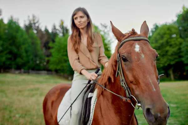 Expedição Equina Encantador Cavaleiro Feminino Blusa Bege Seu Cavalo Marrom — Fotografia de Stock