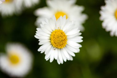 Bir bahar günü papatyaların kapanması.