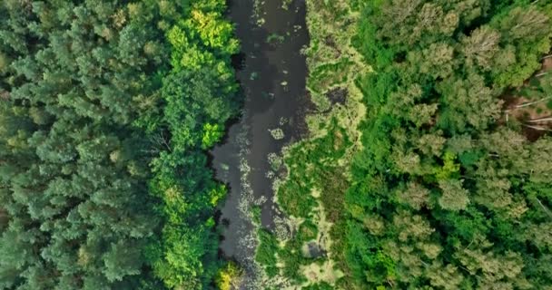 Kleiner Fluss Und Wälder Wildtiere Polen Luftaufnahme Der Natur — Stockvideo
