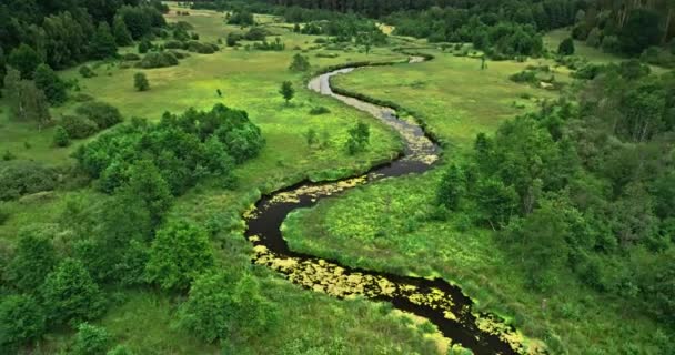 Aerial View River Swamps Forest Nature Poland — Stockvideo