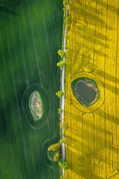 波兰农村的半绿色小麦和黄色油菜地 波兰农业的空中观点 — 图库照片