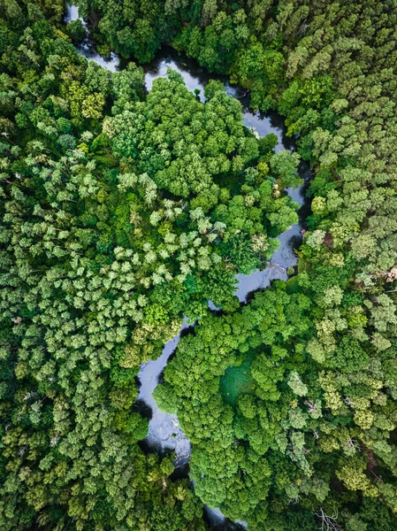 Aerial View River Swamps Forest Nature Poland — Stockfoto