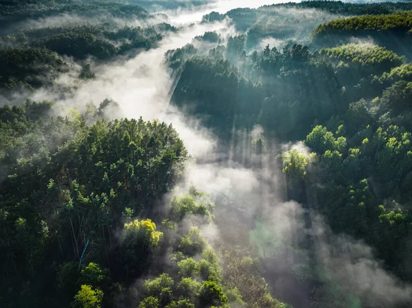 秋天日出时分 山谷中的雾气密林 波兰野生动物的空中景观 — 图库照片