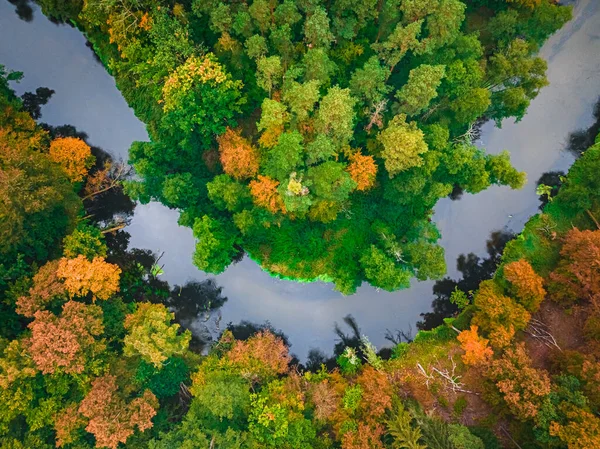 Csodálatos Folyó Erdő Ősszel Légi Felvétel Vadvilágról Természet Lengyelországban Európában — Stock Fotó