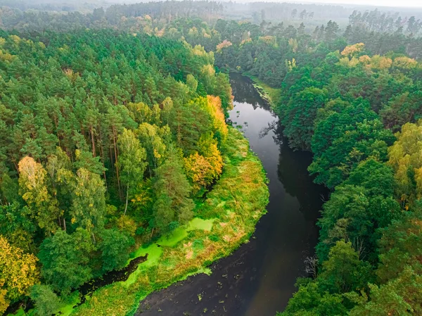 Rzeka Mglisty Las Jesienią Widok Lotu Ptaka Natura Polsce Europie — Zdjęcie stockowe