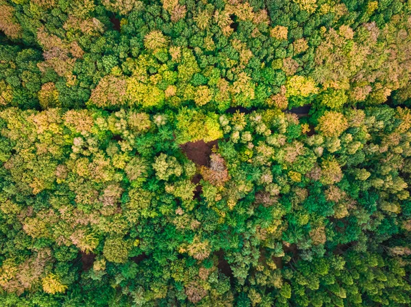 Colorido Bosque Otoñal Carretera Polonia Vista Aérea Naturaleza —  Fotos de Stock
