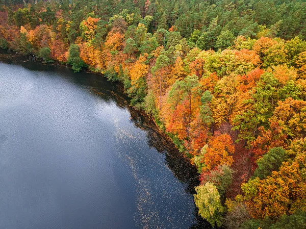 Rzeka Kolorowy Las Jesienią Polska Europa Widok Lotu Ptaka — Zdjęcie stockowe