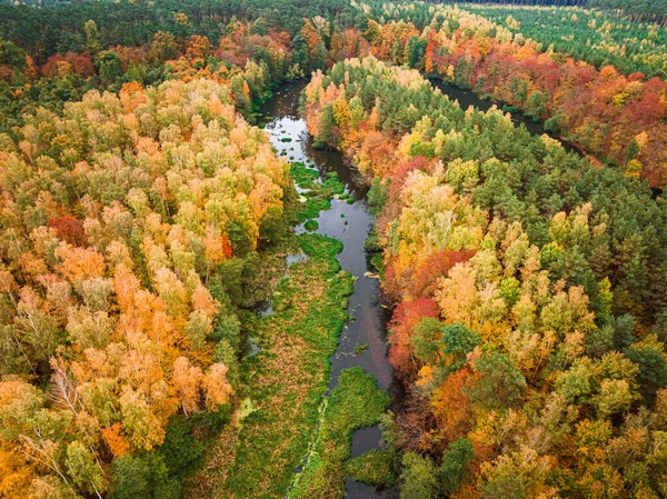 Herbstfarbener Wald Und Kleiner Fluss Polen Europa Luftaufnahme Der Natur — Stockfoto